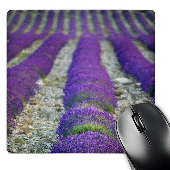 3dRose, Lavender field, Provence, France - EU09 DBN0680 - David Barnes, MousePad