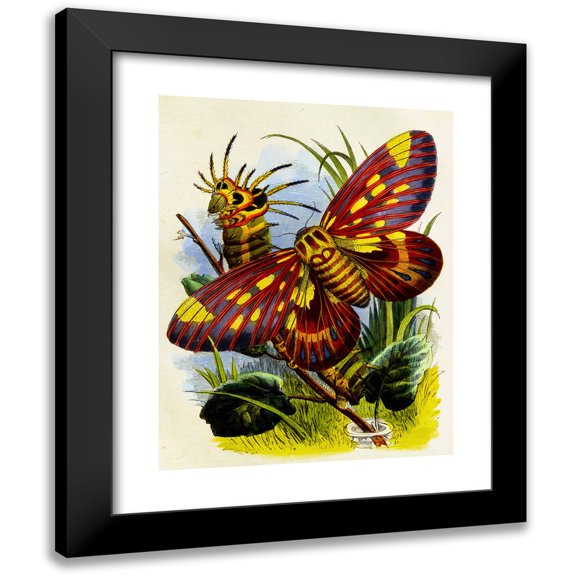 Henry Noel Humphreys 12x14 Black Modern Framed Museum Art Print Titled - The Butterfly Vivarium or Insect Home Pl 7 (1858)