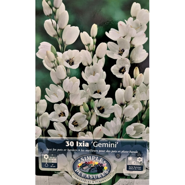 Gemini African Corn Lily 30 Bulbs Ixia 5/+ cm Bulbs