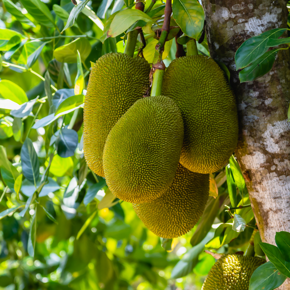 Jackfruit Live Plant in Pot, Tropical Fruit Trees for Outdoor Garden, 4 to 6 Inches Tall