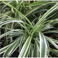 thumbnail image 4 of Expert Gardener 1.5G Chophytum Spider Plant Green White Live Plant Hanging Basket Full Sun Partial Shade, 4 of 7