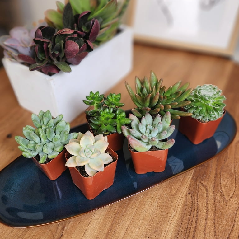 Element by Altman Plants Multicolor Succulent, Live Indoor House Plants  with Grower Pots, 2 inch, Pack of 6 - Walmart.com