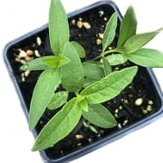 Milkweed, common Plant, (Asclepias syriaca L) 2.5 inch pot