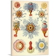 thumbnail image 1 of ARTCANVAS Siphonophores Marine Organisms Canvas Art Print by Ernst Haeckel - Size: 60" x 40" (0.75" Deep) (3-Piece), 1 of 9