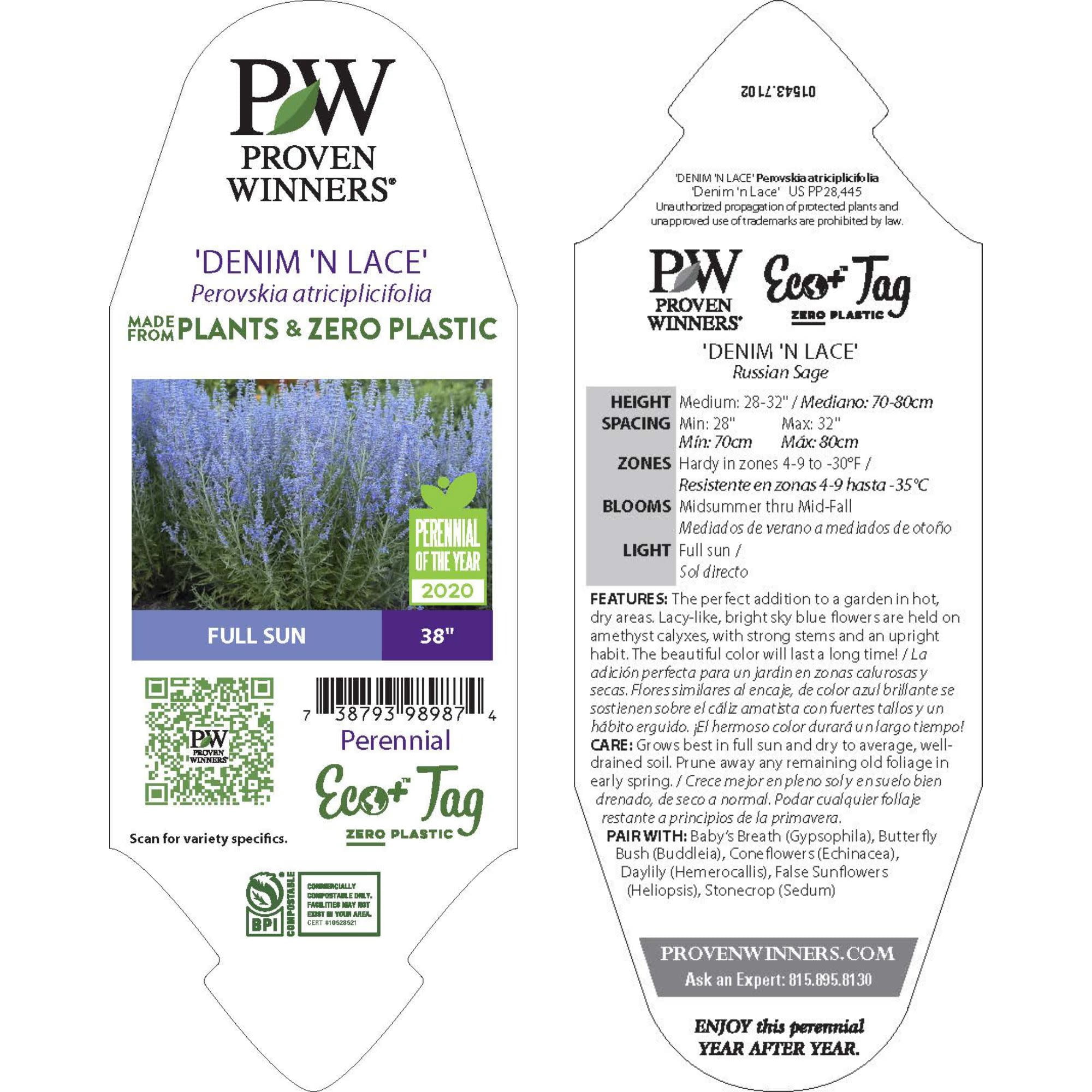 Proven Winners 6" Blue 'Denim 'n Lace' Russian Sage Live Plant in 6.5" Pot