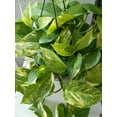 thumbnail image 2 of Golden Devil's Ivy - Pothos - Epipremnum - 6" Pot - Clean Air Machine, 2 of 2