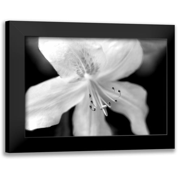 Schell, Jennie Marie 14x11 Black Modern Framed Museum Art Print Titled - Azalea Flower Macro Black and White