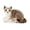 lying brown-26cm, variant on Realistic Tabby Cat Plush Toy, Lifelike Stuffed Cat Animal, Soft Cuddle Buddy for Kids Toddlers Cat Lovers, Perfect Birthday Gift for Boys Girls