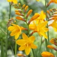 thumbnail image 1 of TASC Flower Bulbs Crocosmia Crocosmiiflora George Davison (15 Bulbs), 1 of 1