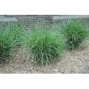 3 Gracillimus Maiden Grass Grass in 4 Inch Containers (3 Pots of Plants)