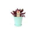 thumbnail image 6 of Costa Farms Exotic Angel Plant Live Indoor Multicolor Exotic Angel Colorama Plant in 4.4in. Pot, 6 of 10