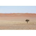 thumbnail image 2 of Kaveney, Wendy 32x23 Gold Ornate Wood Framed with Double Matting Museum Art Print Titled - Namibia, Namib Desert Lone tree in orange desert, 2 of 4