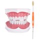 thumbnail image 3 of Modelo de diente dental que estudia la demostración de cavidad de enseñanza de dientes dentales estándar con cepillo, 3 of 8
