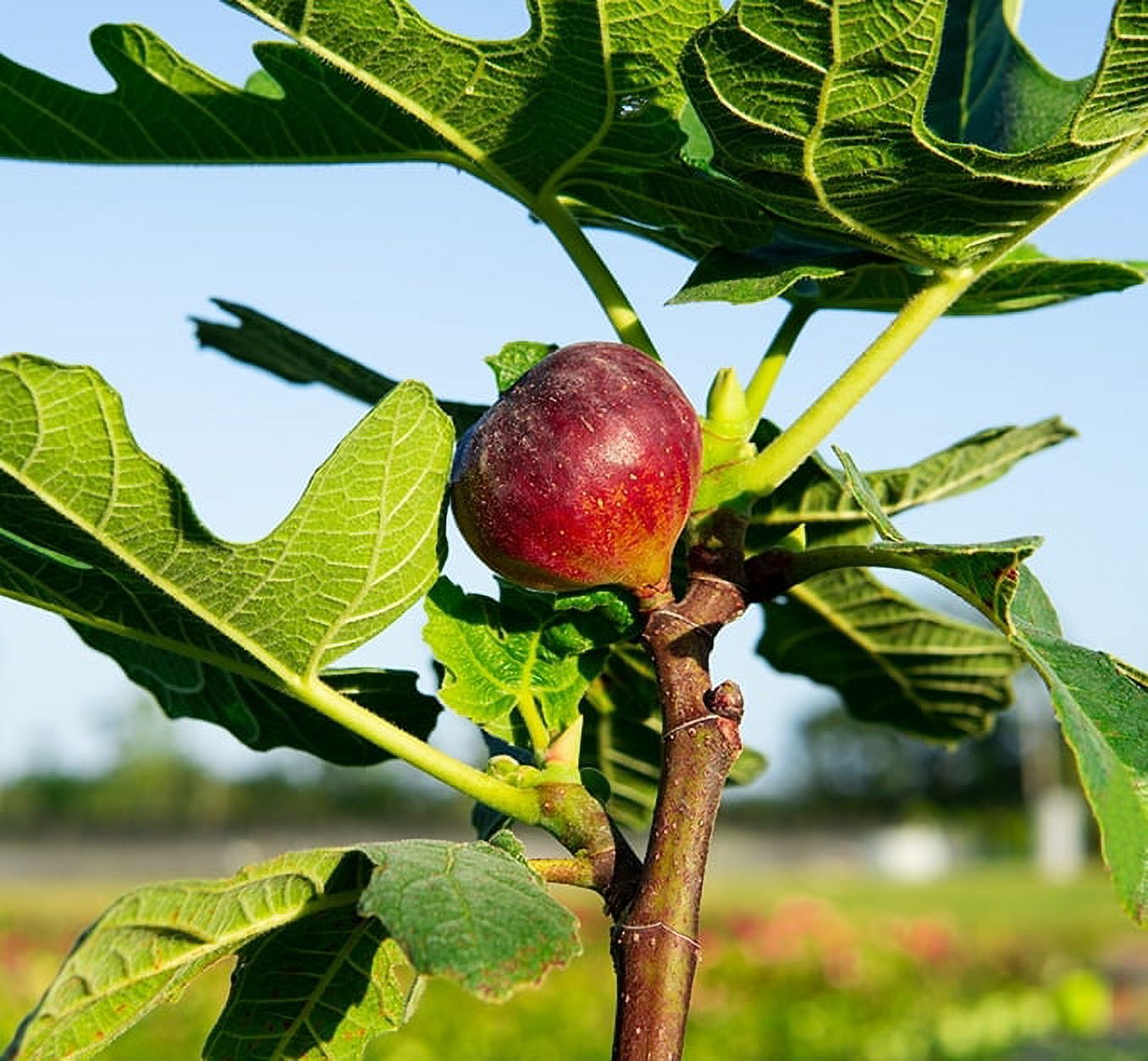 1 Gal. Chicago Hardy Fig Tree - Fruiting Cold Hardy Variety - Self Pollinating