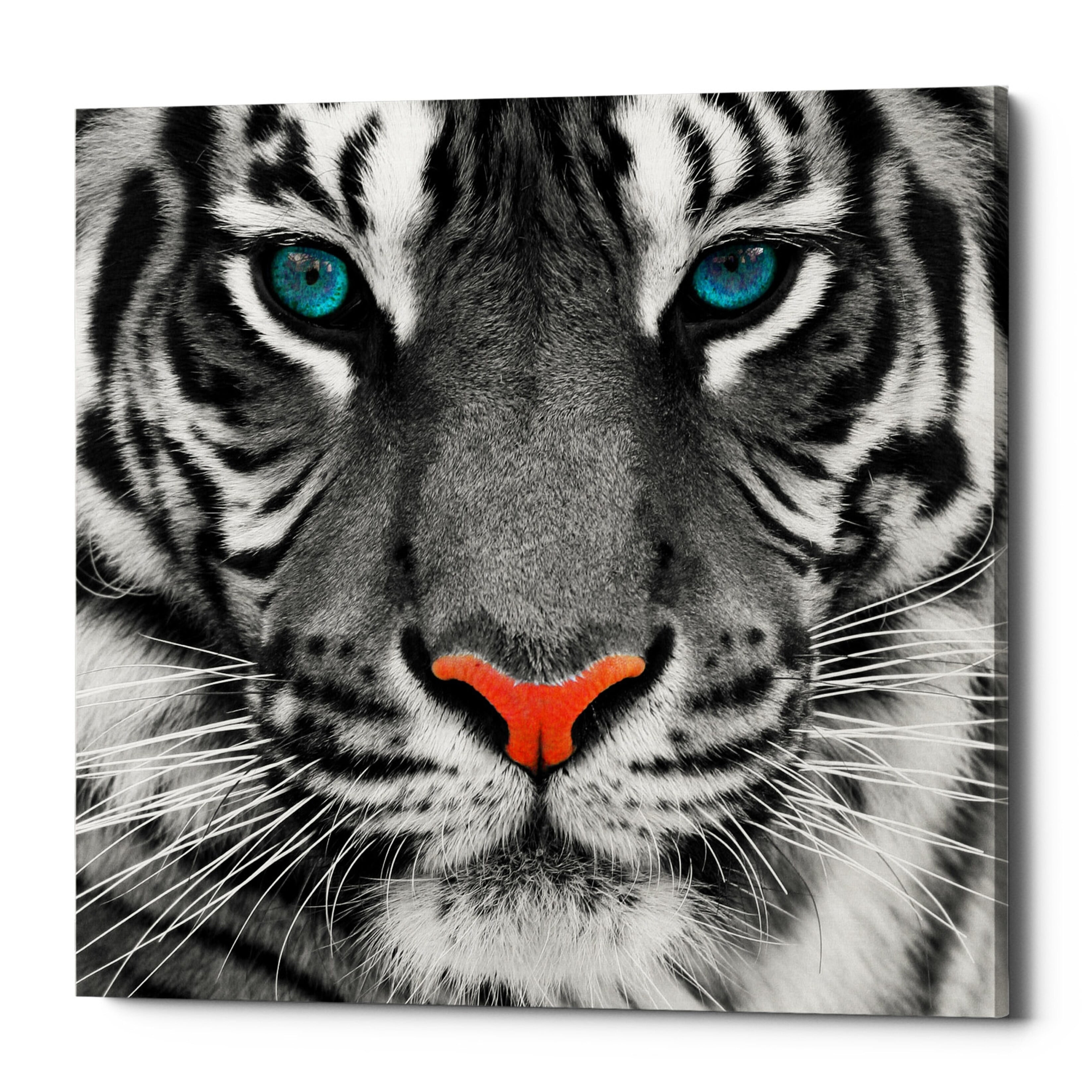 Epic Graffiti "Thrill of the Tiger" Giclee Canvas Wall Art, 12"x12