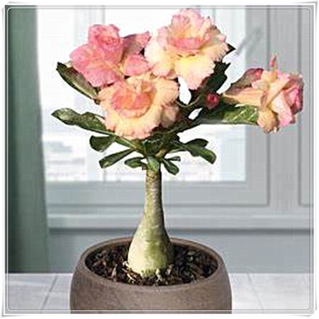 Desert Rose , Indoor or Outdoor(Desert Rose for Planting) Continuously, Drought Tolerant,Desert Rose For Sale