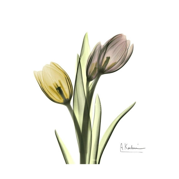 Art.com Tulip Duo Premium Giclee Print by Albert Koetsier, 16" x 16"