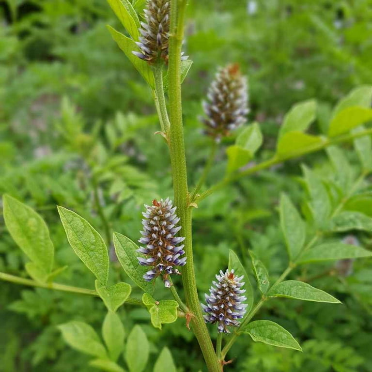 Outsidepride 200 Licorice Plant Seeds, Spanish Liquorice Herb - Walmart.com