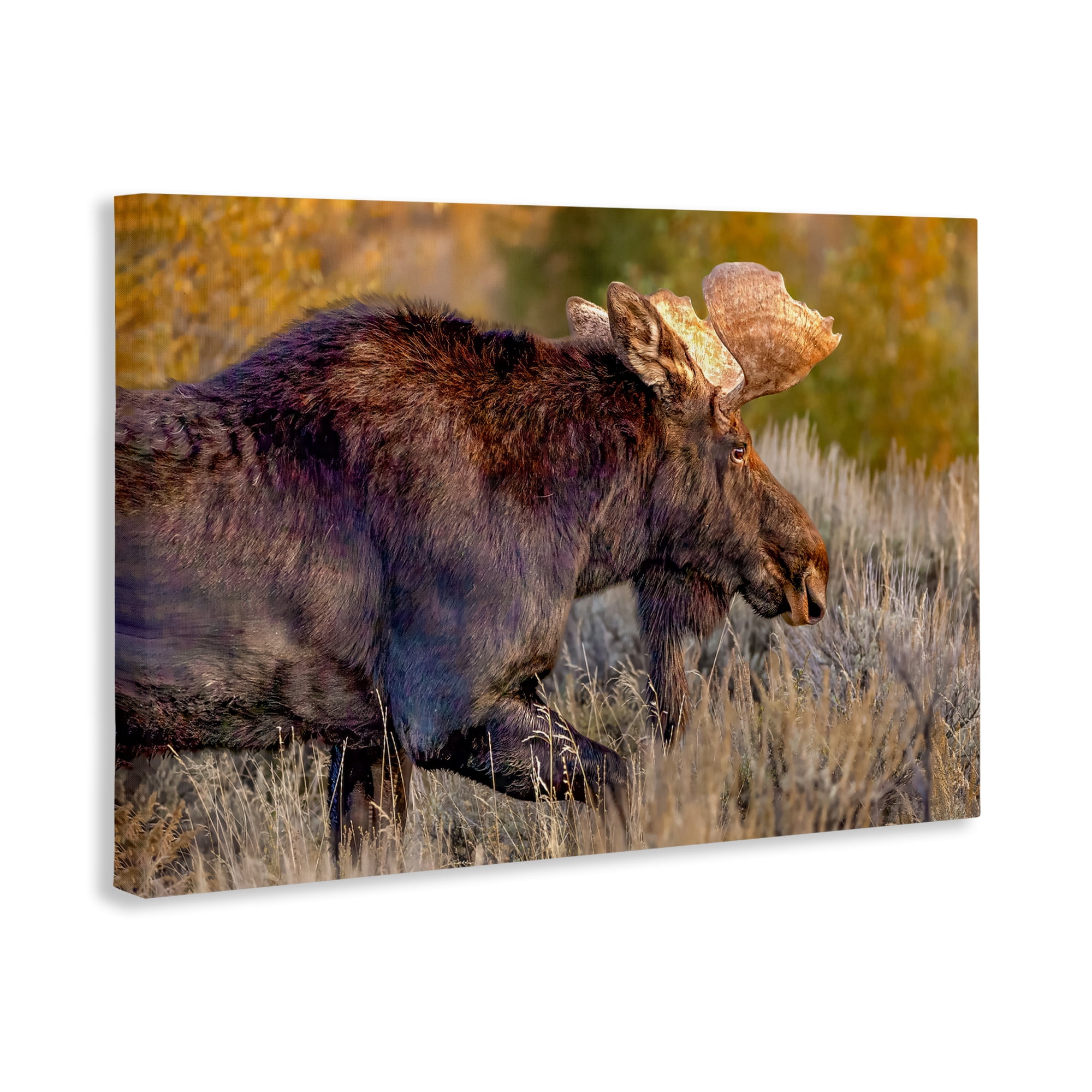 Stupell Industries Bull Moose At Dusk Canvas Wall Art, design by Shelley Carlisle