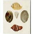 thumbnail image 5 of Great Art Now Knorr Shells A by George Wolfgang Knorr 4 Piece Canvas Art Set Each 12"W x 15"H, 5 of 5