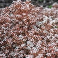 thumbnail image 2 of Sedum Stoloniferum Drought Resistant Stolon Stonecrop Ground Cover Plant Seeds - 2000 Seeds, 2 of 5