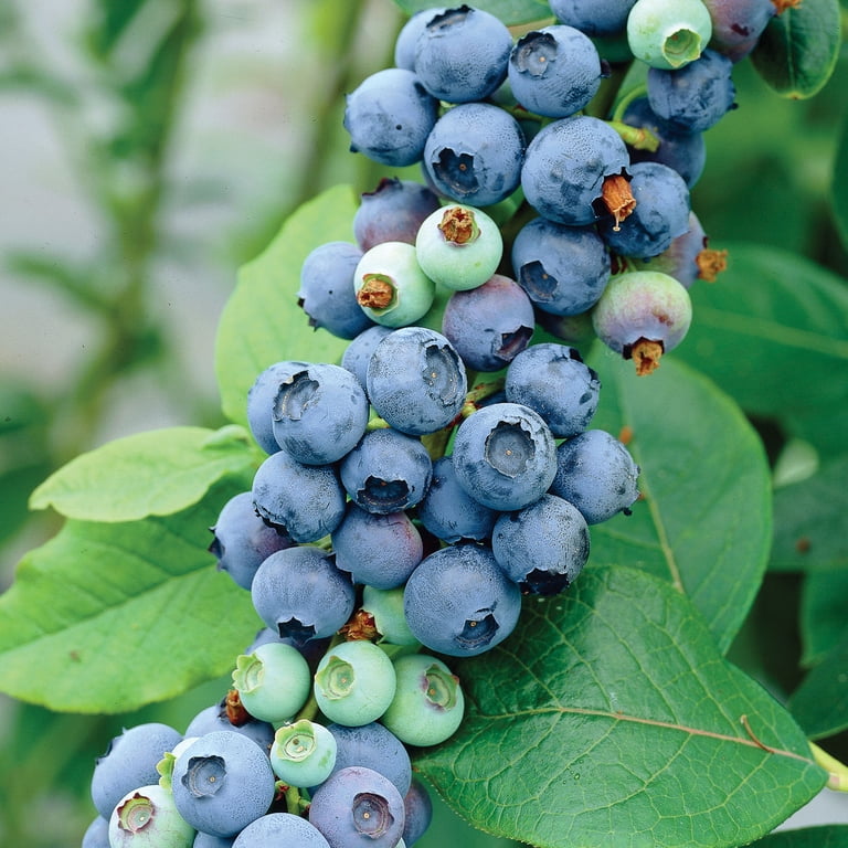 Expert Gardener Blueberry Collection #2 (Set of 2 Dormant Bare