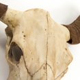 thumbnail image 2 of Zentique SHI032 Bull Skull Wall Decor- 30.5 x 27 x 11.5 in., 2 of 3