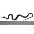 thumbnail image 3 of Juguete de Broma Serpiente de goma 22 cm Sunnimix, 3 of 8