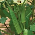 Burpee Organic Clemson Spineless Okra Vegetable Seed, 1Pack
