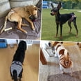 thumbnail image 5 of Dog Diapers for Small to Large Dogs, Absorbent Female Dog Diapers for Dogs in Heat, Excitable Urination, or Incontinence, Washable and Reusable, Pack of 3, 5 of 6