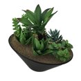 thumbnail image 2 of Set of 2 Artificial Succulent Plants in Oval Ceramic Dish Planters, 2 of 5