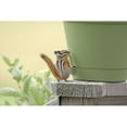 thumbnail image 3 of Schell, Jennie Marie 24x17 Black Modern Framed Museum Art Print Titled - Chipmunk and Flower Pot, 3 of 5