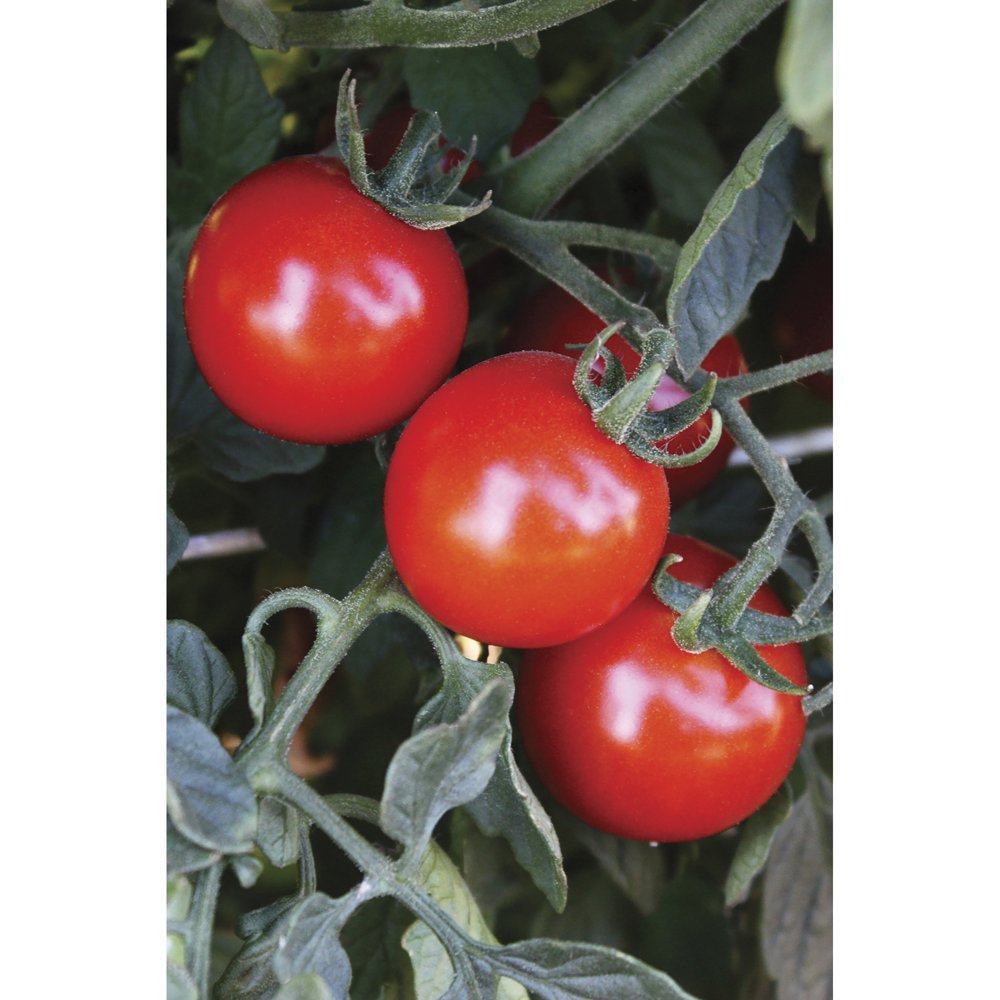 Bonnie Plants Organic Braveheart Cherry Tomato 19.3 oz