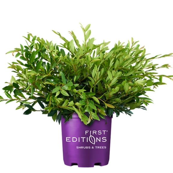 First Editions Vintage Jade Distylium Live Shrub in 3-Gallon Grower Pot