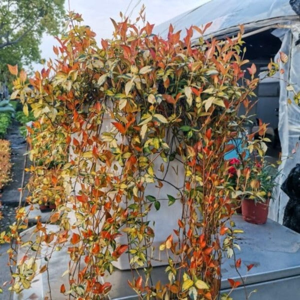 Summer Sunset Jasmine – live starter plants less than 12 inches tall
