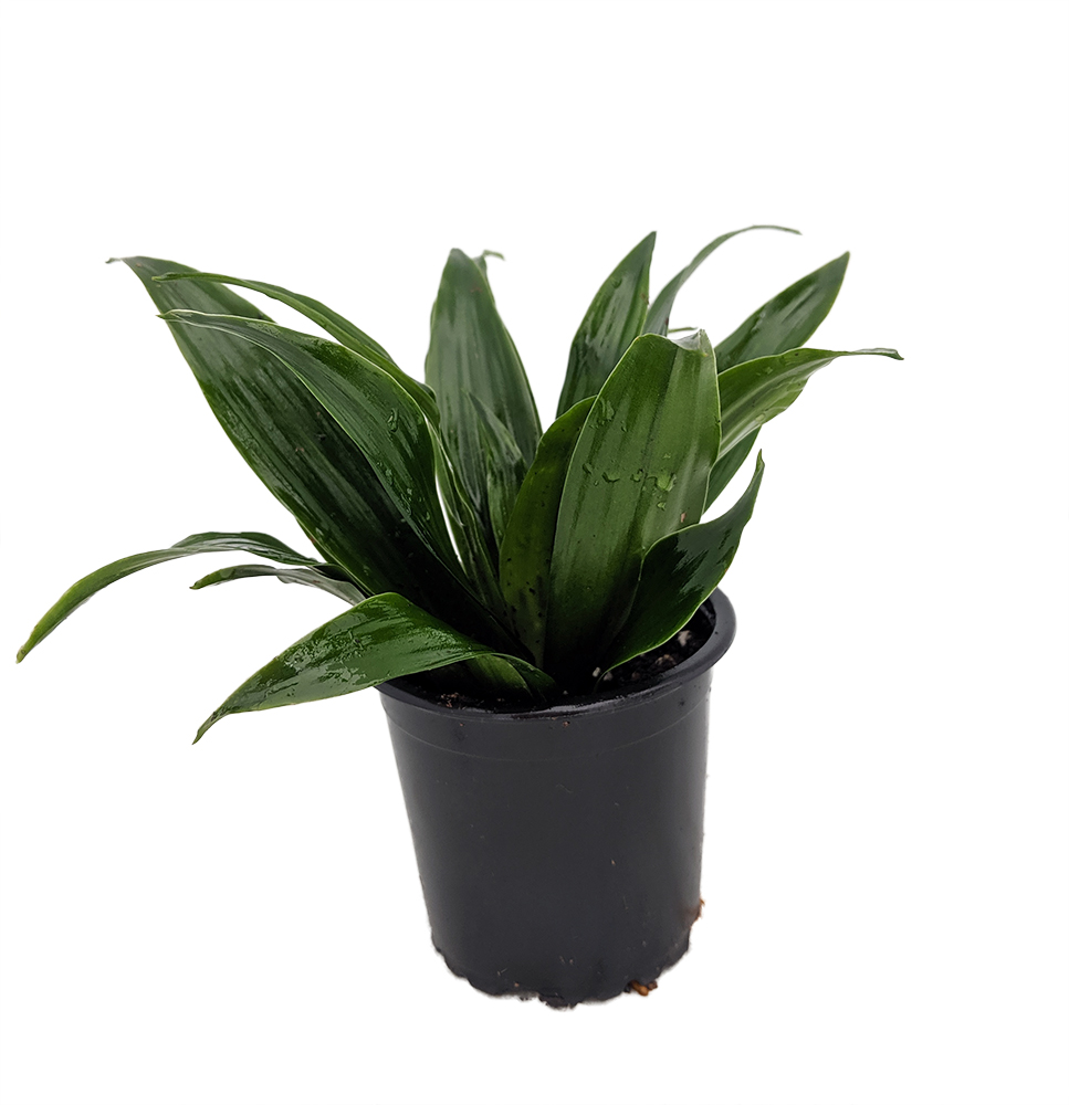 Craig Dragon Tree Dracaena fragrans 3" Pot Easy to Grow