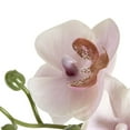 thumbnail image 3 of Parrigan Faux Pink Orchid in White Pot, 3 of 6