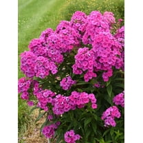 50 Material Girl Phlox Seeds
