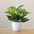 thumbnail image 5 of SPRING PARK Fresh Artificial Foliage Plant Potted Bonsai for Wedding,Table,Cabinet Decoration, 5 of 7