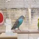 thumbnail image 1 of unbranded Bebedero Automático Para Jaula De Pájaros Con De Para Loros Y, 1 of 6