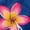Blue Polynesia Plumeria Flower Palm Leaves, variant on Jiueut Lily Flower Pattern Matching Hawaiian Outfits for Couples, Women's Casual Summer Flowy Sleeveless Crewneck Dress Men's Hawaiian Button Down Aloha Shirt, 3XL