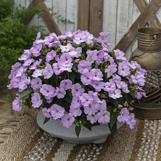 2.5 in. Impatiens Compact Hot Pink Live Annual SunPatiens With