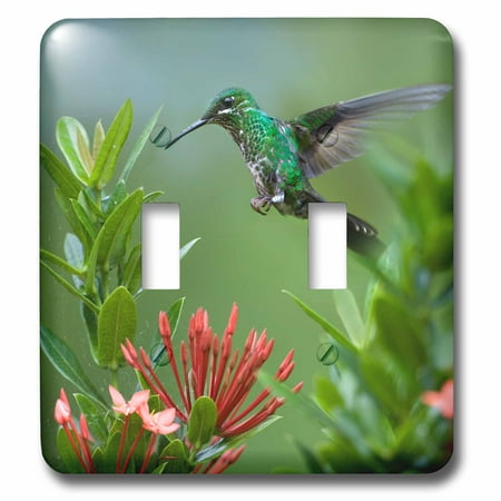 Humminbird Switch - 3dRose Female Green-crowned brilliant hummingbird, Heliodoxa jacula. - Double Toggle Switch