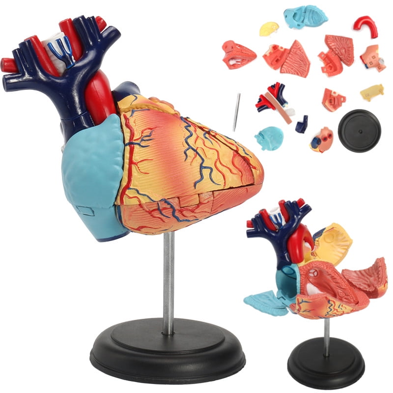anatomy toys