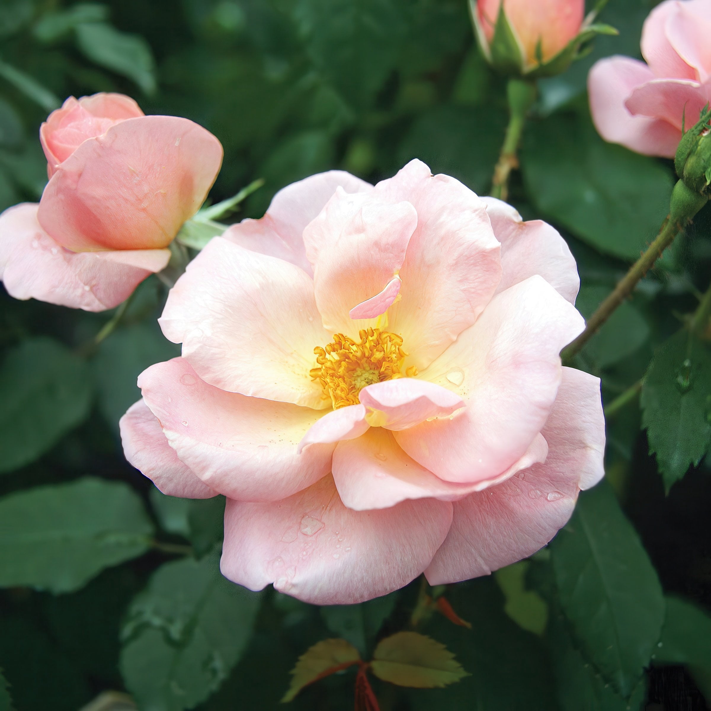 National Plant Network 1 gal. Rose Knockout Peachy