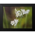 thumbnail image 2 of Bonin, Suzanne 14x12 Black Modern Framed Museum Art Print Titled - Garlic Chives, 2 of 5