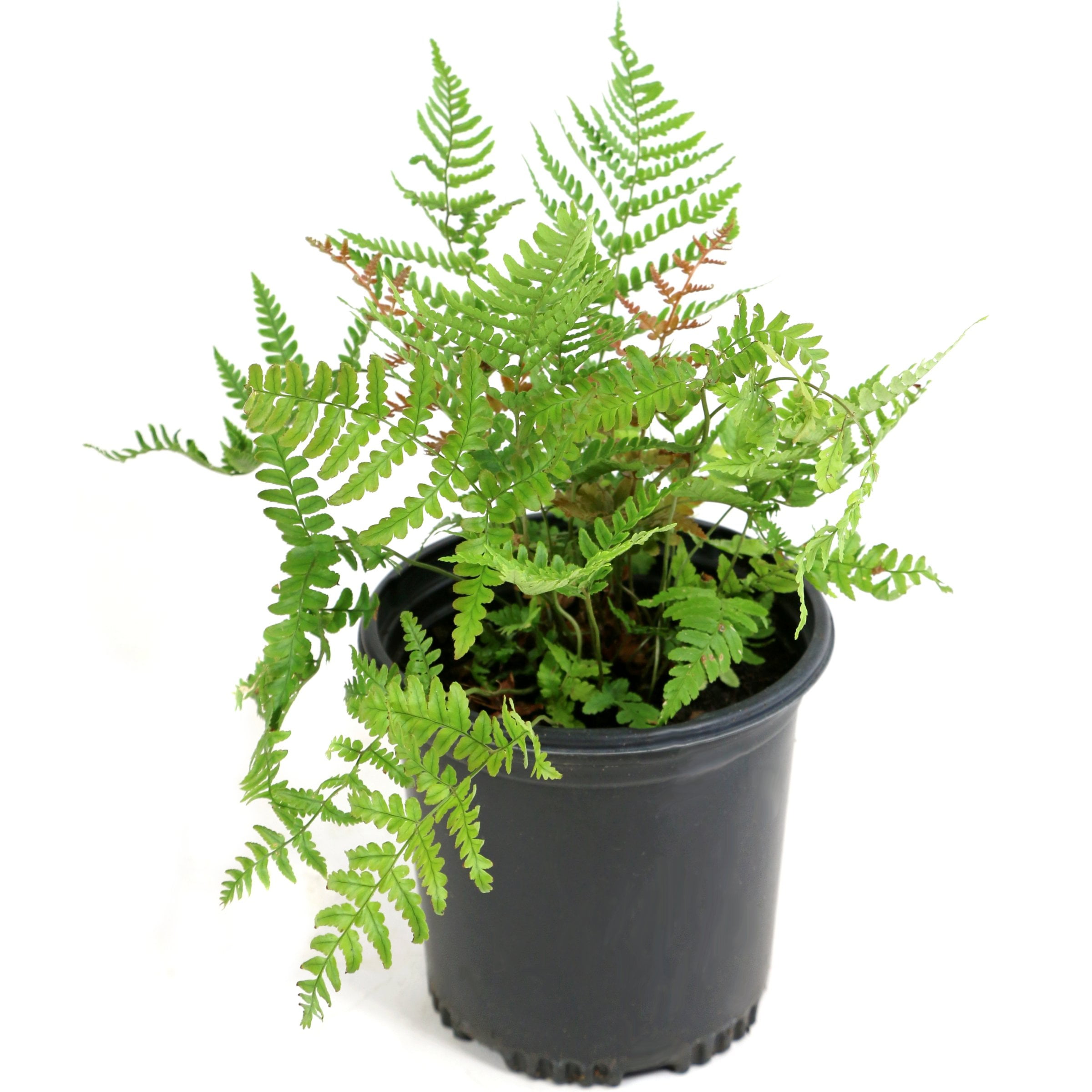 1 gal Autumn Live Fern Plant