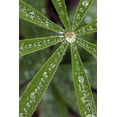 thumbnail image 2 of Jones, Adam 11x14 White Modern Wood Framed Museum Art Print Titled - Lupine leaves and raindrops-Olympic National Park-Washington State, 2 of 4