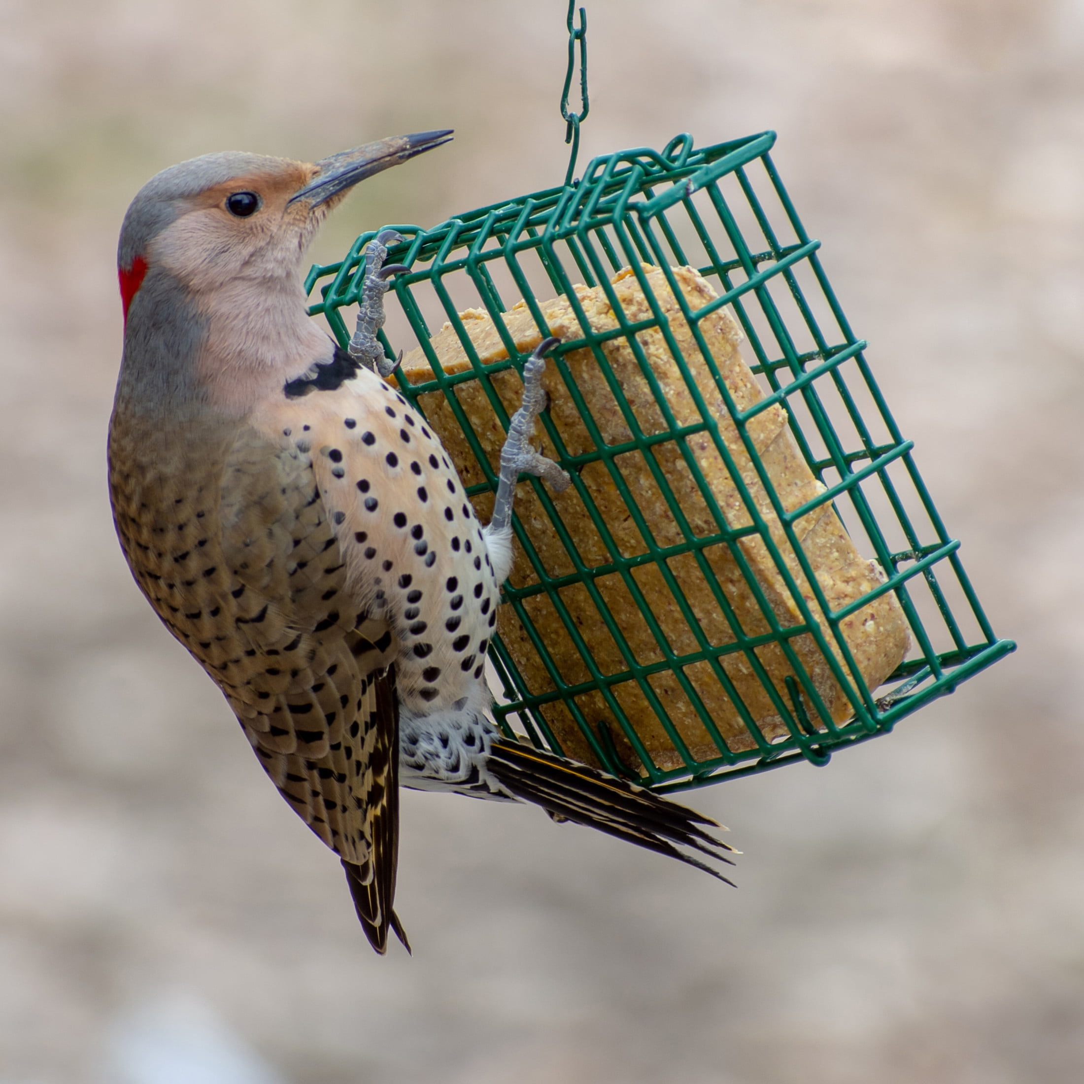 C&S Peanut Delight No-Melt Fresh Suet Dough, 11.75 oz, Wild Bird Food