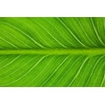 thumbnail image 2 of Jaynes Gallery 18x13 White Modern Wood Framed Museum Art Print Titled - California Vein patterns in green leaf, 2 of 4